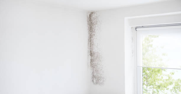 Best Mold Damage Restoration  in Williamson, AZ